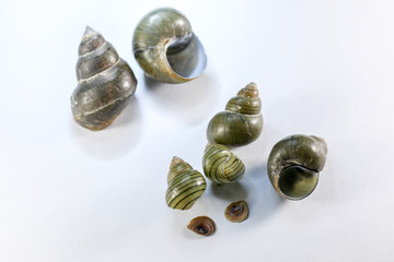 Study of the structure of Freshwater molluscs, For study in laboratory.