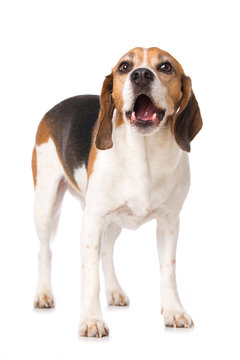 Barking beagle dog