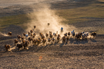 Bashang of Inner Mongolia horse farm horses
