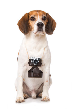 Dog with camera isolated on white background
