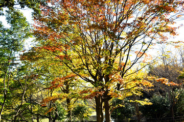 三ッ池公園の秋