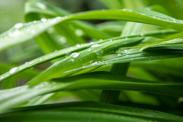 Green leaves leaf with water drops background