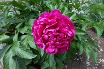 Big crimson flower of common peony in spring