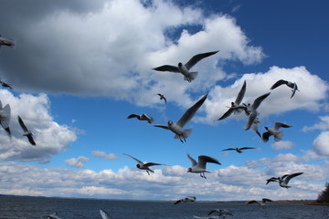flying seagulls. Bird flies over the lake. Seagulls catch food on the fly