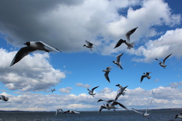 flying seagulls. Bird flies over the lake. Seagulls catch food on the fly