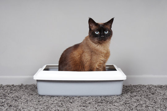 house-trained siamese cat sitting in cat toilet or kitty litter box