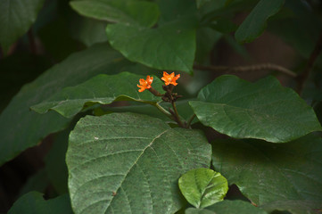 Blossom