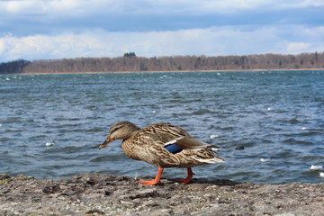 duck stands on the parapet. beautiful landscape, lake, sky with clouds