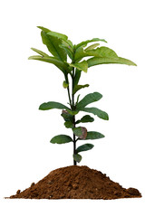 The young tree of the white West Indian Jasmine or Ixora tree on the ground before planting.On the leaves stain the soil and water. On white background with clipping path.