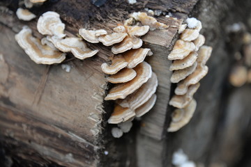 champignon du bois
