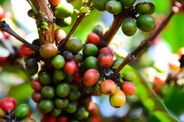 Multicolored coffee berries