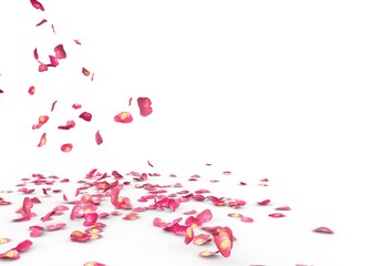 Many rose petals fall on the floor