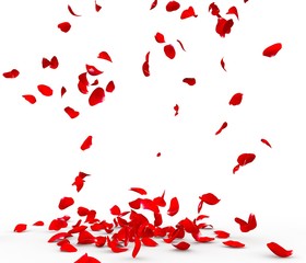 Many rose petals fall on the floor