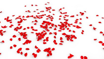 Many rose petals fall on the floor