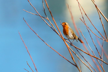 Robin bird on tree