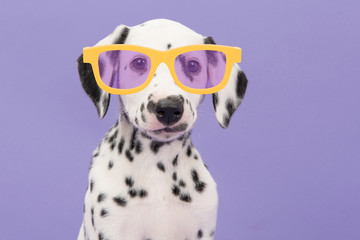 Portrait of a cute dalmatian puppy dog wearing yellow glasses on a purple background - obrazy, fototapety, plakaty