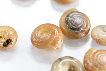 Study of the structure of Freshwater molluscs, For study in laboratory.
