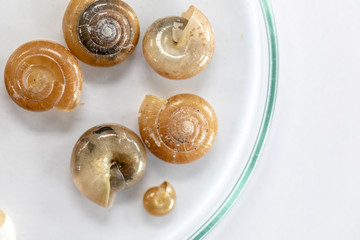 Study of the structure of Freshwater molluscs, For study in laboratory.