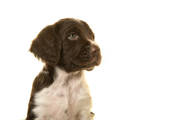 Portrait of a small munsterlander puppy dog on a white background looking to the side