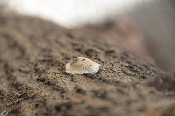 champignon du bois