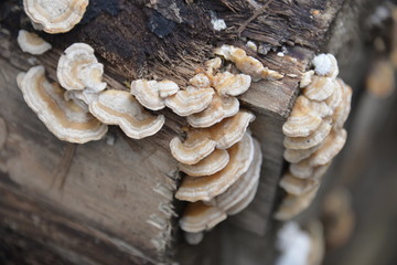 champignon du bois