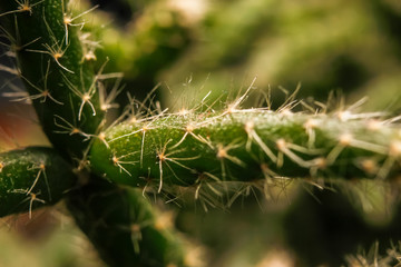 Part of small cactus. Macro close up photography