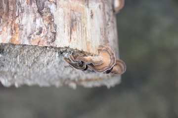 champignon du bois
