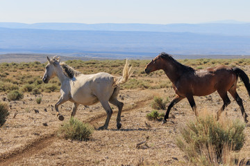 Obraz na płótnie Canvas Wild Horses Running in the Desert