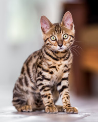 A Bengal kitten sitting on a kitchen floor looking at the camera with large yellow eyes.