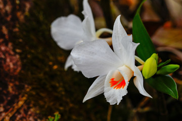 Dendrobium scabrilingue Lindl, Beautiful rare wild orchids in tropical forest of Thailand.