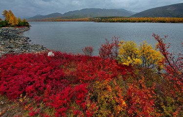 Russia. Magadan. The amazing beauty of the autumn of the Far East. The lake Maxi