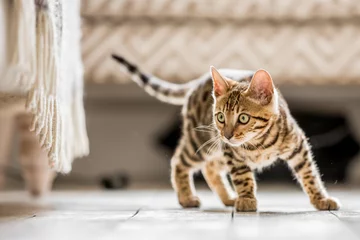 Fotobehang A Bengal kitten standing in a living room ready to pounce at something under a frilled sofa © Ian