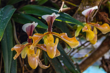 Paphiopedilum-villosum, Beautiful rare wild orchids in tropical forest of Thailand.
