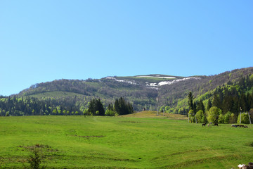 Green hill with grazing horses on the background of the Carpathian Mountains. Bright summer day