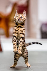 A Bengal kitten standing on its back paws looking hungry with yellow eyes wide and tail swishing behind.