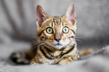 A Bengal kitten lying on a grey blanket looking at the camera with large yellow eyes.