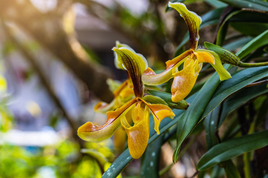 Paphiopedilum-villosum, Beautiful rare wild orchids in tropical forest of Thailand.