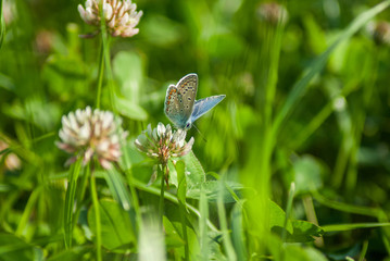 Bläuling
