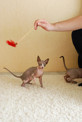 kittens canadian sphinx hairless cats play. cat lovers, little cats