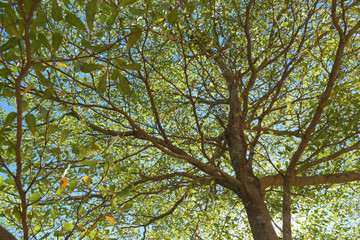 green leaf branchs of big tree in nature