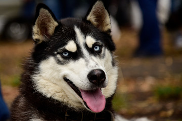 Portrait Husky dog with interesting eyes outdoors