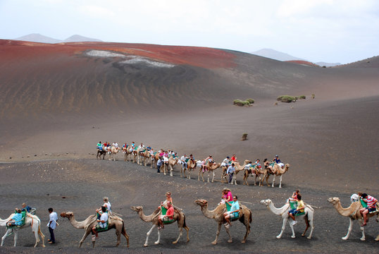CAMELLOS EN LANZAROTE