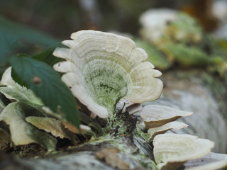 Trametes versicolor on a birch trunk