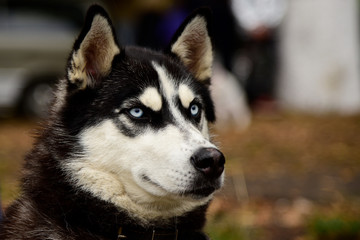 Portrait Husky dog with interesting eyes outdoors