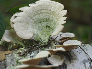 Trametes versicolor closeup
