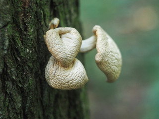 Wrinkled mushroom on a tree trunk