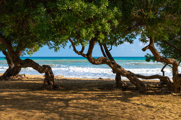 Seascape with sandy beach through the trees, Sicily, Italy 