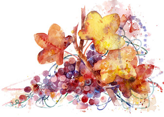 Sprig of ripe grapes. Vine on white background. Watercolor illustration on paper. Grape vine. A branch of grapes drawn in watercolor on paper.