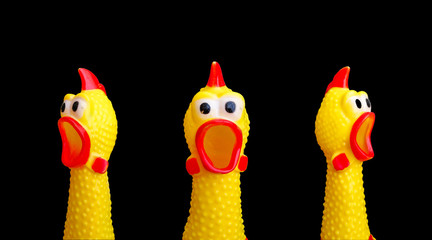 squawking chicken or squeaky toy are shouting and copy space isolated on Black background. This has...