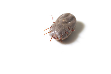 Dog Tick on a skin under fur Sucking the blood of dogs and insect spreading pathogens. Clean your pet dogs and cats Concept.